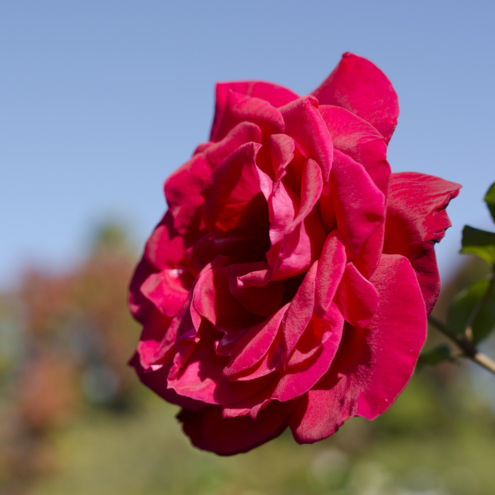 A red rose in the Adobe RGB color space