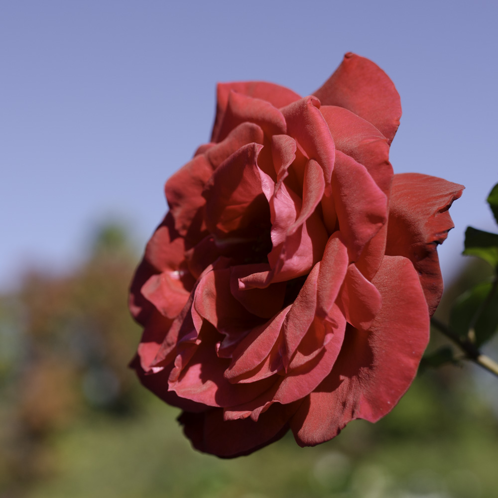 A red rose in the ProPhoto color space