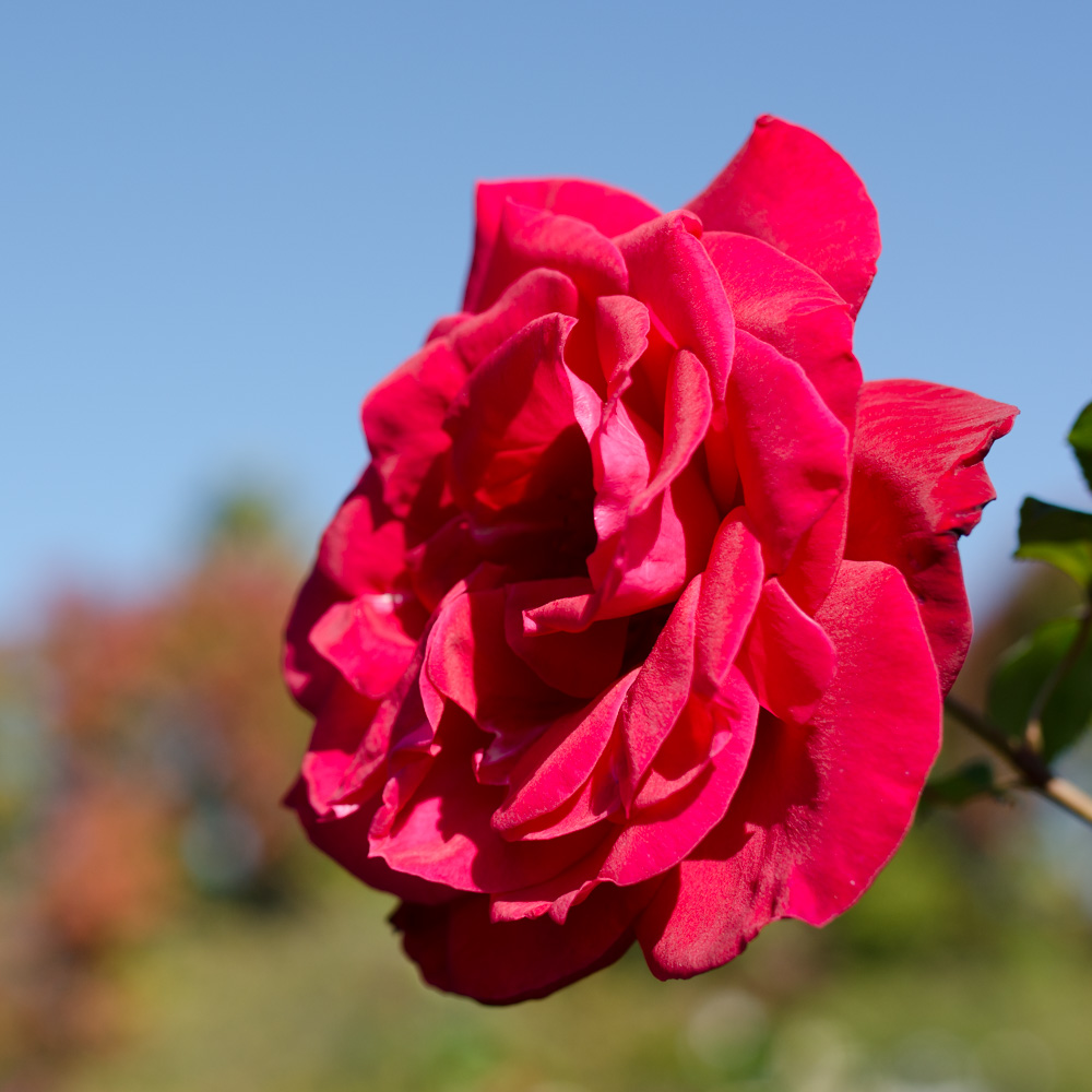 A red rose