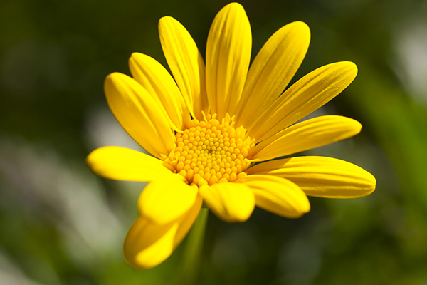 A yellow flowers