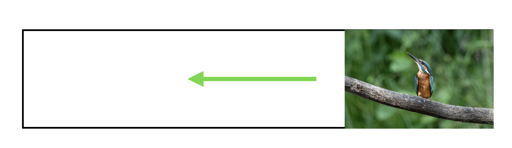 Photo of a bird sitting on a branch on the right side of a 1000px rectangle with an arrow pointing towards the left