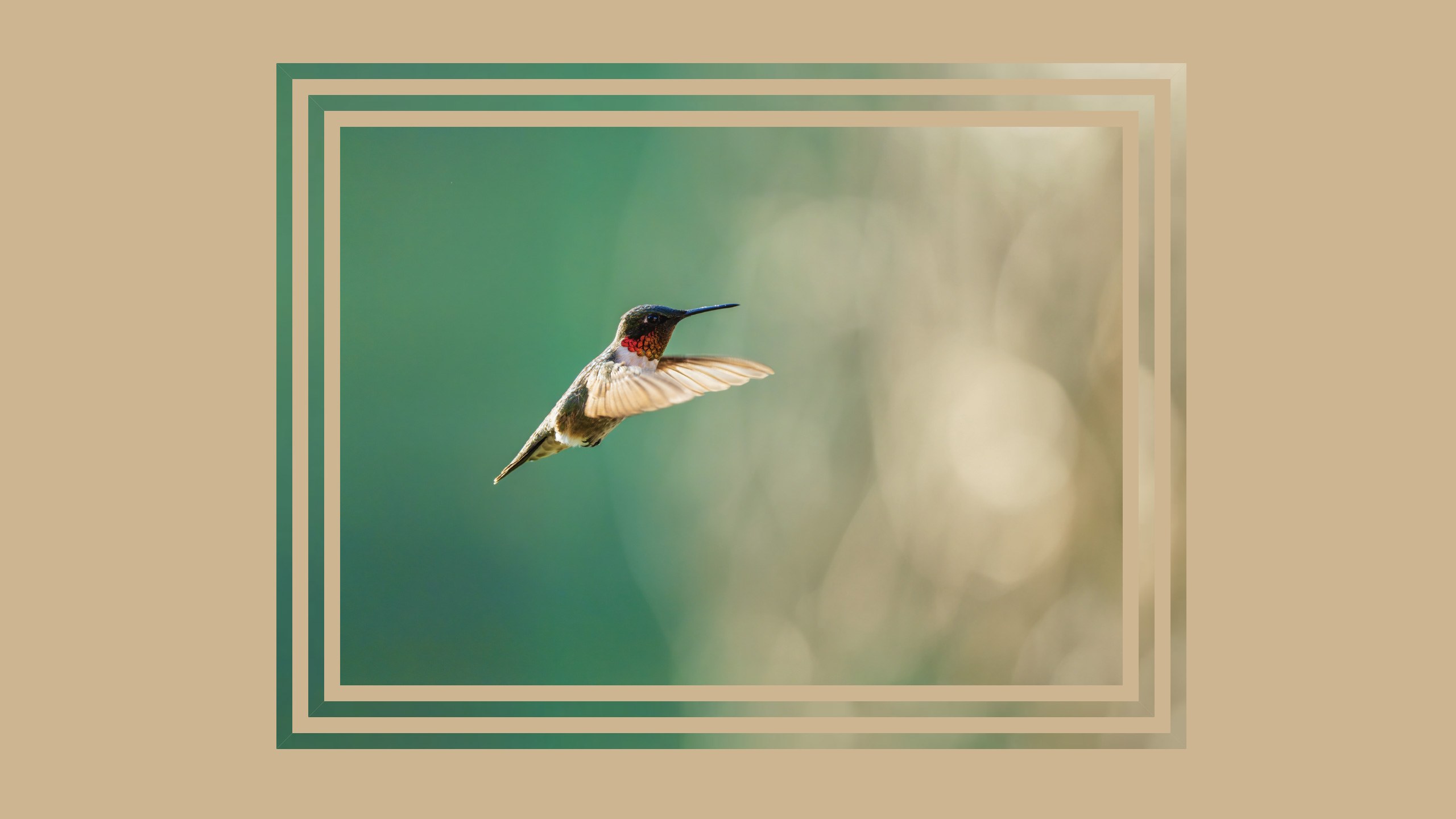 Photo of a hummingbird, on a green background — with two borders around it... The borders are filled with the same photo, extending its content into the border.